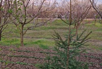 Casă cu 1 camere cu Teren 2000 Mp în Lăpuș Argeș - 3