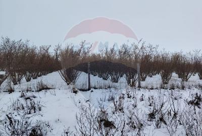 Teren intravilan de 2273 mp, în Dorobanți