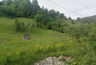 Teren extravilan de 1500 mp, în Maieru - 5