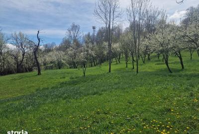 Teren de 12000 mp, în Ghioșești - 5