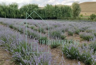 Domeniu, Afacere de vanzare, Sebe?, Alba, balta pescuit, ferma lavanda - 7