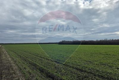 Teren agricol extravilan de 120770 mp, în Giarmata - 4