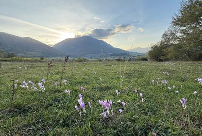 Teren intravilan 500 sau 1000 mp Bran-Tohanita la dum asfaltat - 2