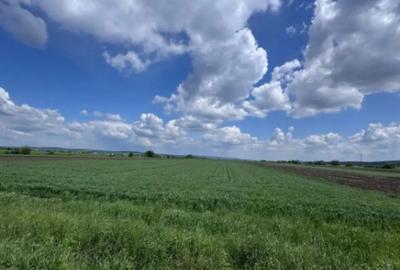 Teren de 10000 mp, în Rădăuți - 3