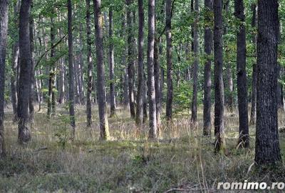Oportunitate Excep?ionala de Investi?ii - 73 ha de Padure in Prahova - 1