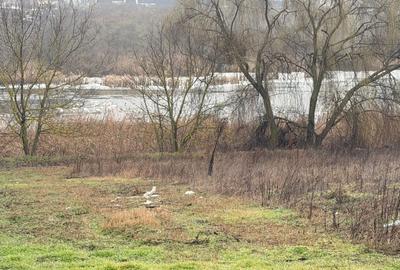 Teren cu deschidere la lac | 50 m Padure | 1000 MP - 9