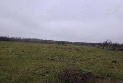 Teren de 8140 mp, în Băltenii de Jos - 6