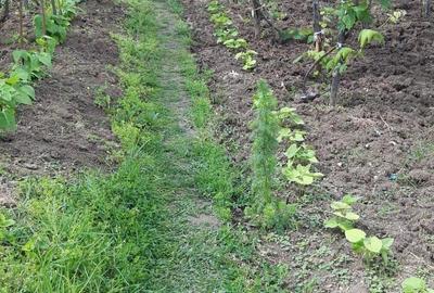 Casă cu 2 camere în Central - 6