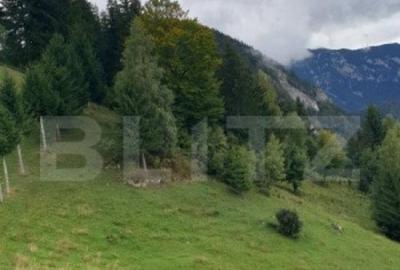 Teren 13.570 mp, Moieciu Pestera - 9