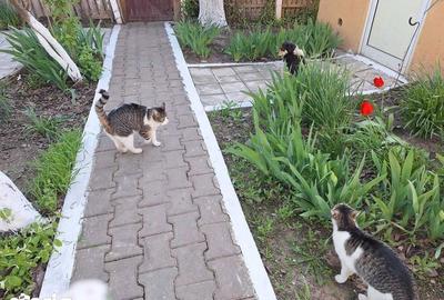 Casă cu 3 camere cu Teren 1000 Mp în Mircea Vodă - 2