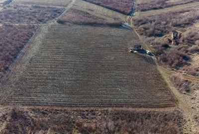 Vita-de-vie Premium  teren de 6800 mp în Covăsinț - 16