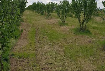 Teren de 20000 mp, în Almăj - 4