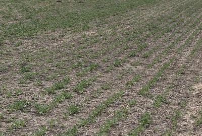 Teren de 660000 mp, în Vasilați - 4