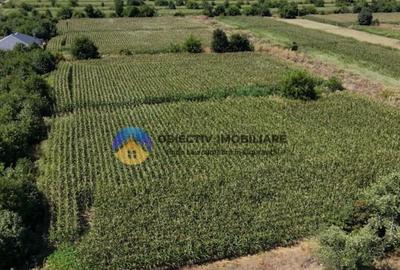 Teren intravilan 3866 mp Dumbrava Rosie - 4