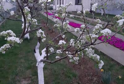 Casă în Gruiu - 5