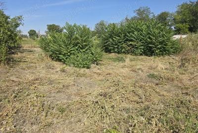 Casă cu 5 camere în Giubega - 1