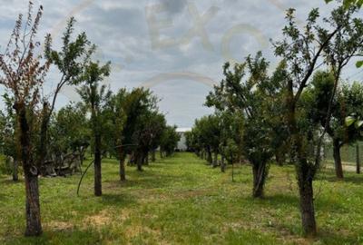 Teren Intravilan - Str. Gorganu, Calinesti - 1268 mp! - 2