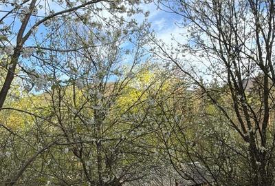 Teren de 1013 mp, în Cisnădioara - 3