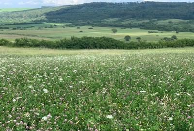 Teren agricol extravilan de 1000000 mp, în Brestovăț - 1