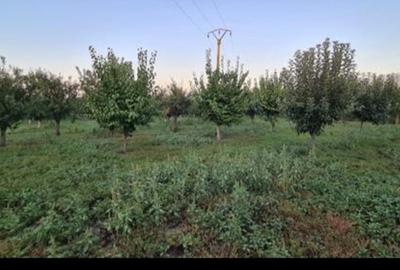 Teren+Construcții agricole (fost CAP) - 2