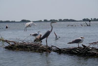 Hotel/Pensiune, de 1,200 mp, în Murighiol - 6