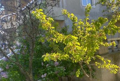 Vila P + 1 si  teren atat ptr.bussines cat si ptr locuit Onesti - 3