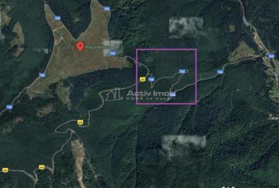 Teren de 69450 mp, în Arefu - 3