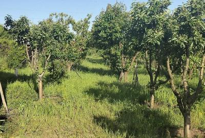 Teren de 1600 mp, în Potoceni - 9