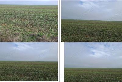 Teren extravilan Orbeasca, ID: R2836912 - 12