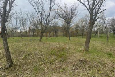 Teren de 2200 mp, în Călinești - 2