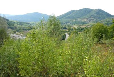 Teren Lepsa / Tulnici, 10.199 mp - 8
