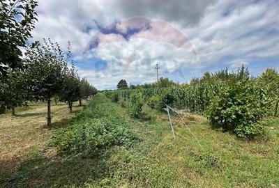 4 ha TEREN INTRAVILAN cu CASA si  BALTA PESTE - 6