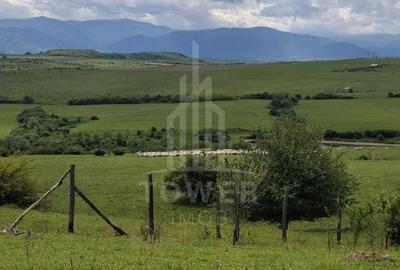 Teren agricol extravilan de 11500 mp, în Daia - 1