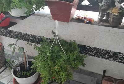 Casă cu 5 camere în Sânnicolau Mare - 8