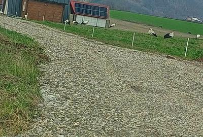 Teren de 1630 mp, în Luizi-Călugăra - 9