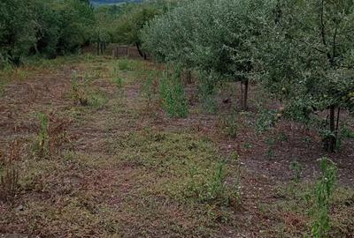 Casa de vanzare in loc.Izvoarele com.Livezile.jud.Alba - 7