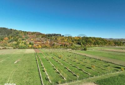 Spațiu comercial, în Aușeu - 11