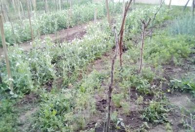 Casa din 2019 cu 4300 mp intravilan, livada bio ?i vie la 45 min de Cluj Casa din 2019 cu 4300 mp intravilan, livada bio ?i vie la 45 min de Cluj - 10