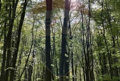 Teren Construcții intravilan de 5684 mp, în Meșendorf - 18