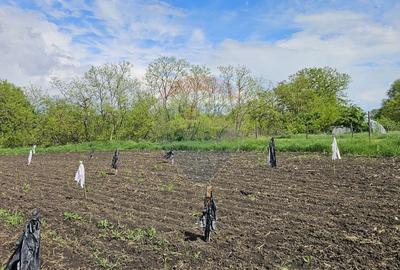 Casă  cu 3 camere, teren intravilan de 1300mp în Ipotești Tișăuți, SV - 29