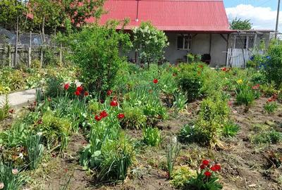 Casă cu 3 camere în Valea Grecului - 1