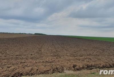 Teren de 27500 mp, în Belciugatele - 4