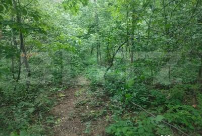 Teren de 5857 mp, în Horodnic - 6