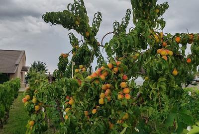 Casă cu 3 camere în Jercălăi - 4