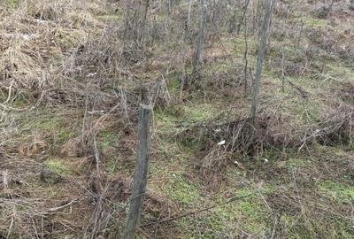 Teren Construcții extravilan de 700 mp, în Central - 2