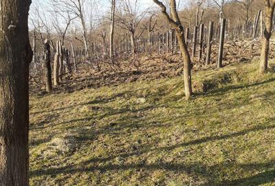 Casă cu 3 camere în Făget - 7