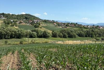 Teren intravilan de vanzare | 1000 mp | zona Gusterita - 3