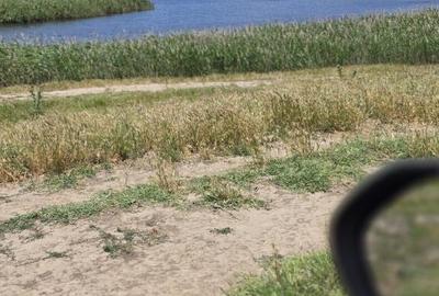 Oferta pret. teren Balta ritm excelent crestere peste 190000mp Oferta pret. teren Balta ritm excelent crestere peste 190000mp - 2