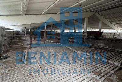 60.000mp Ferma de bovine, pasari, porcine, culturi agricole Diverse - 6