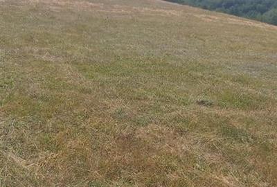 RECO, Teren intravilan, zona Sinteu, 2 Km de Huta Slavia - 3